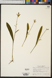 Platanthera clavellata image