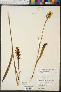 Platanthera cristata image