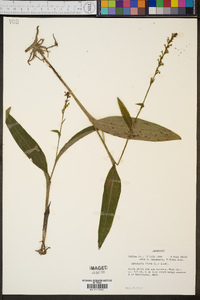 Platanthera flava image