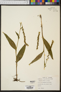 Platanthera flava image