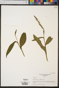 Platanthera flava image