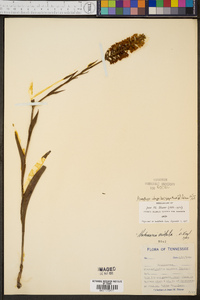 Platanthera integra image