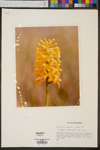 Platanthera integra image