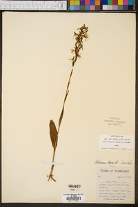 Platanthera lacera image