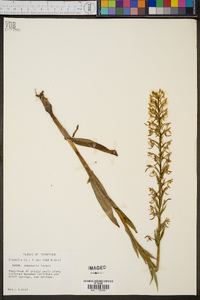 Platanthera lacera image