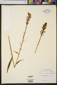 Platanthera psycodes image