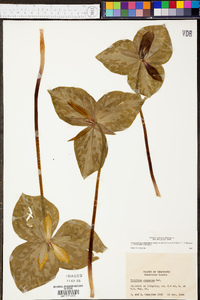 Trillium cuneatum image