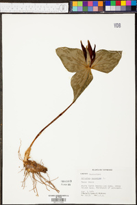 Trillium cuneatum image