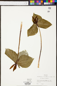 Trillium cuneatum image