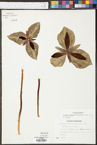 Trillium cuneatum image