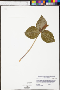 Trillium cuneatum image