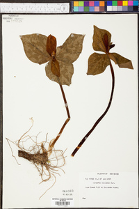 Trillium cuneatum image