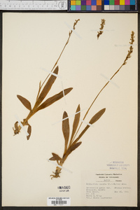 Spiranthes lucida image