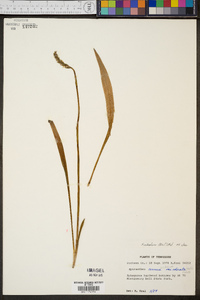 Spiranthes ochroleuca image