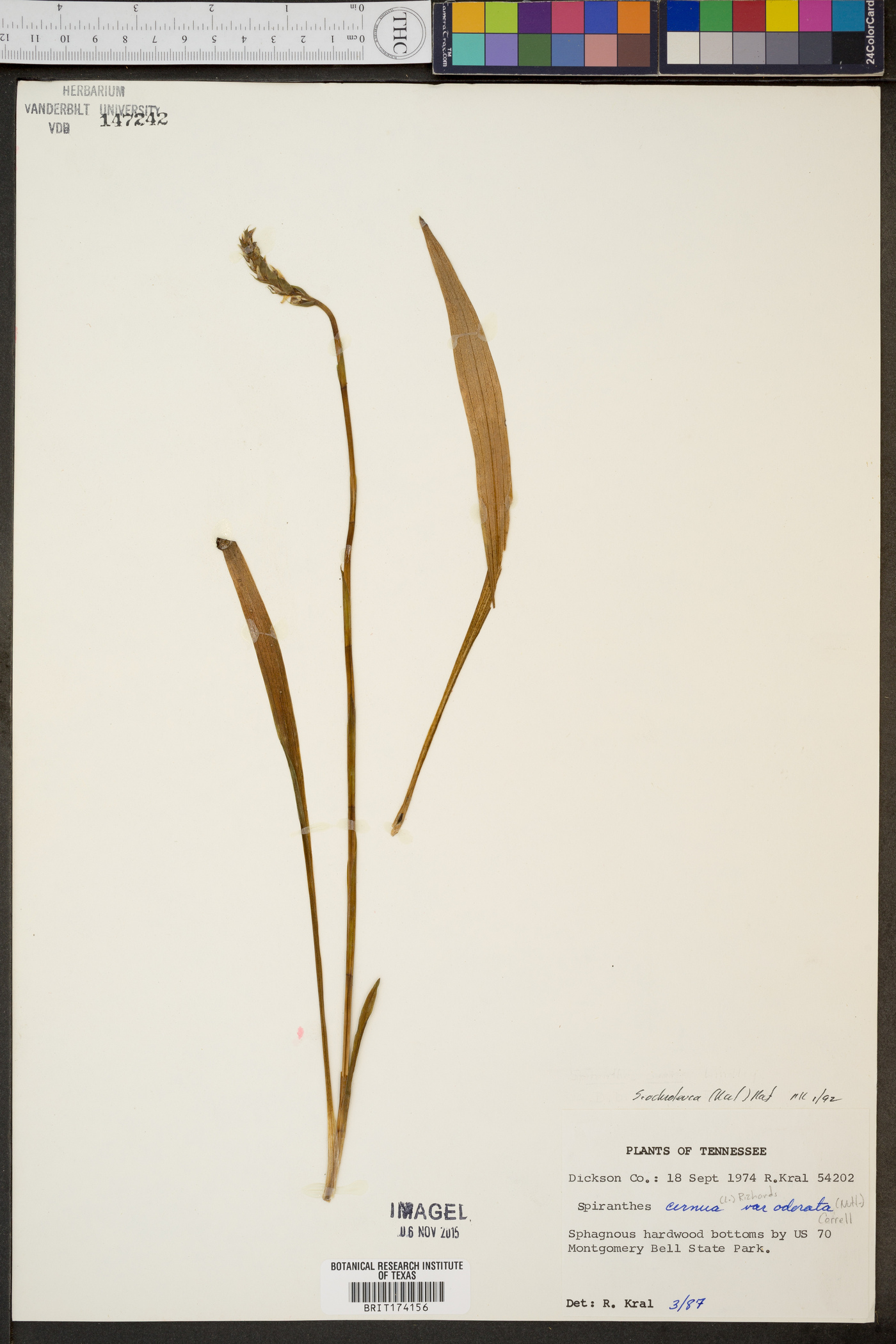 Spiranthes ochroleuca image