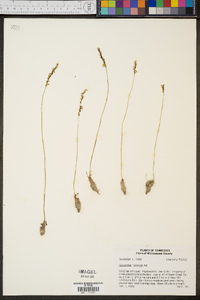 Spiranthes tuberosa image