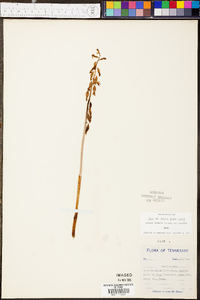 Corallorhiza wisteriana image