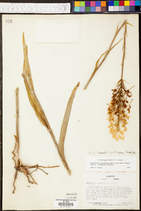 Platanthera ciliaris image