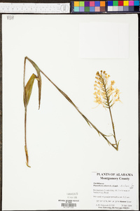 Platanthera ciliaris image