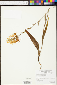 Platanthera ciliaris image