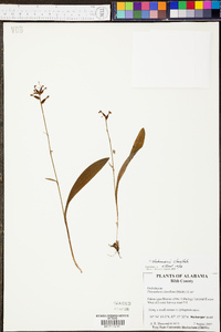 Platanthera clavellata image