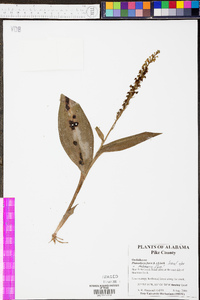 Platanthera flava image