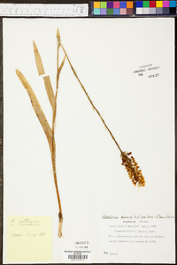 Platanthera integra image