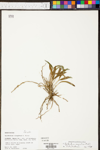 Epidendrum magnoliae image