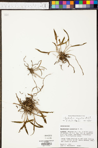 Epidendrum magnoliae image