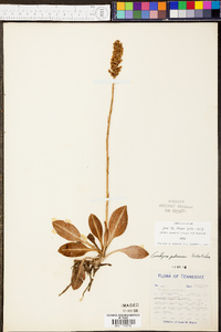 Goodyera pubescens image