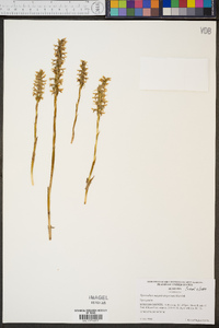 Spiranthes magnicamporum image