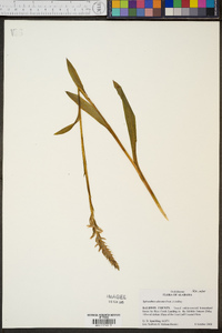 Spiranthes odorata image