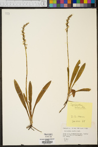 Spiranthes odorata image