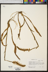 Spiranthes odorata image