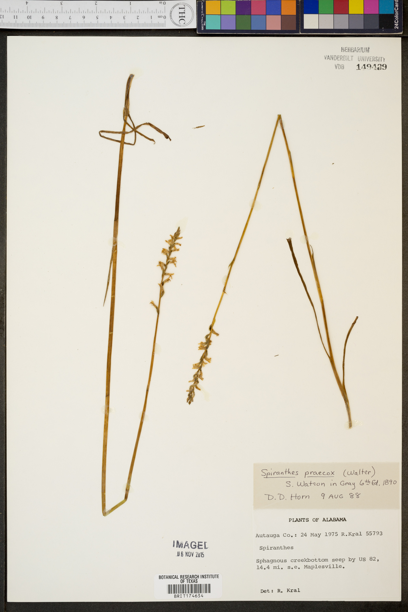 Spiranthes praecox image