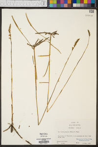 Spiranthes praecox image