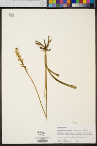 Spiranthes praecox image