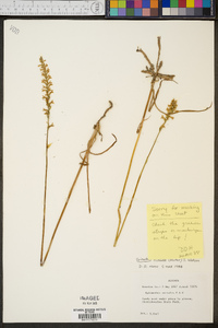 Spiranthes praecox image