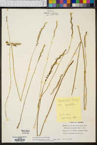 Spiranthes lacera var. gracilis image