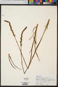 Spiranthes vernalis image