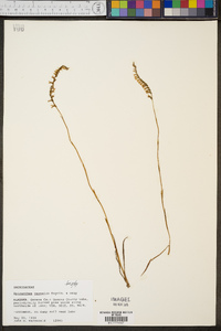 Spiranthes vernalis image