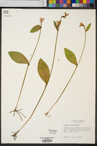 Pogonia ophioglossoides image