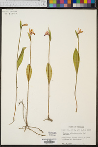 Pogonia ophioglossoides image