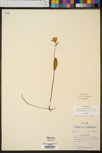 Pogonia ophioglossoides image