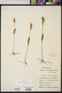 Pogonia ophioglossoides image