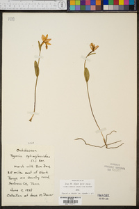 Pogonia ophioglossoides image