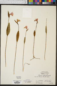 Pogonia ophioglossoides image