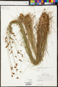 Rhynchospora gracilenta image