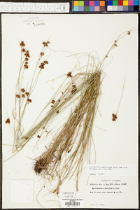 Rhynchospora gracilenta image