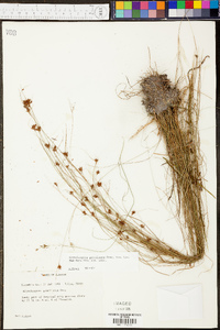 Rhynchospora gracilenta image